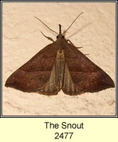 The Snout, Hypena proboscidalis