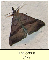 The Snout, Hypena proboscidalis