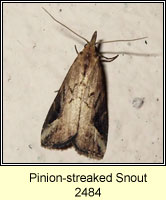 Pinion-streaked Snout, Schrankia costaestrigalis