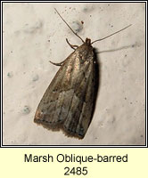 Marsh Oblique-barred, Hypenodes humidalis