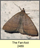 The Fan-foot, Zanclognatha tarsipennalis