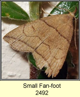 Small Fan-foot, Herminia grisealis