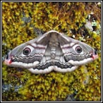 April moths