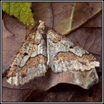 February moths
