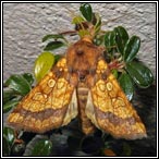 October moths