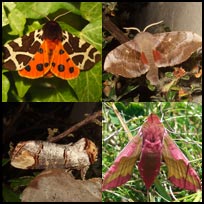 Sphingidae, Notodontidae, Arctiidae