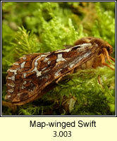 Map-winged Swift, Hepialus fusconebulosa