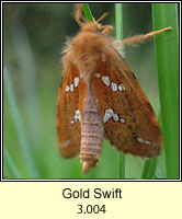 Gold Swift, Hepialus hecta