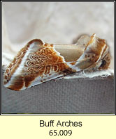 Buff Arches, Habrosyne pyritoides