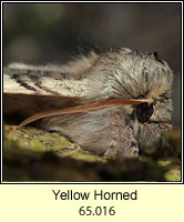 Yellow Horned, Achlya flavicornis