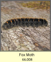 Fox Moth, Macrothylacia rubi (caterpillar)