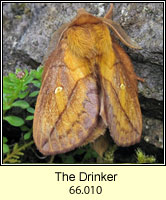 Drinker, Euthrix potatoria