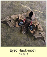 Eyed Hawk-moth, Smerinthus ocellata