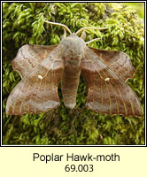 Poplar Hawkmoth, Laothoe populi
