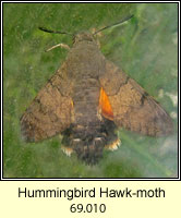 Hummingbird Hawk-moth, Macroglossum stellatarum