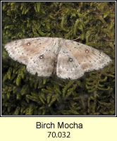 Birch Mocha, Cyclophora albipunctata