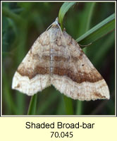 Shaded Broad-bar, Scotopteryx chenopodiata