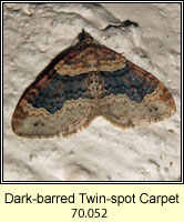 Dark-barred Twin-spot Carpet, Xanthorhoe ferrugata
