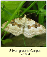 Silver-ground Carpet, Xanthorhoe montanata