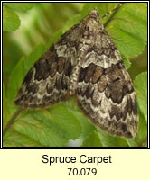 Spruce Carpet, Therea britannica