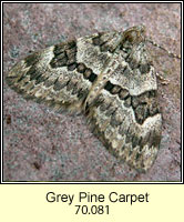 Grey Pine Carpet, Thera obeliscata
