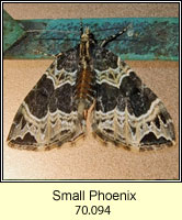 Small Phoenix, Ecliptopera silaceata