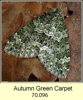 Autumn Green Carpet, Chloroclysta miata
