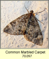 Common Marbled Carpet, Chloroclysta truncata