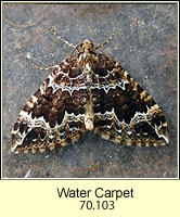 Water Carpet, Lampropteryx suffumata