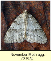 November Moth agg, Epirrita dilutata agg