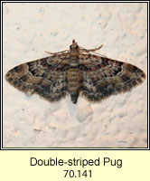 Double-striped Pug, Gymnoscelis rufifasciata