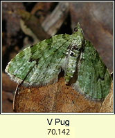 V Pug, Chloroclystis v-ata