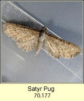Satyr Pug, Eupithecia satyrata