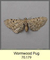 Wormwood Pug, Eupithecia absinthiata f goossensiata