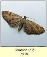 Common Pug, Eupithecia vulgata