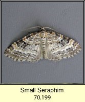 Small Seraphim, Pterapherapteryx sexalata