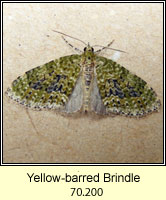 Yellow-barred Brindle, Acasis viretata