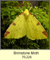 Brimstone Moth, Opisthograptis luteolata