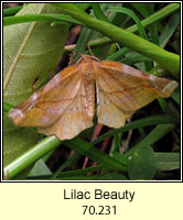 Lilac Beauty, Apeira syringaria