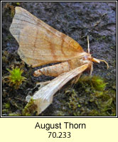 August Thorn, Ennomos quercinaria