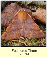 Feathered Thorn, Colotois pennaria