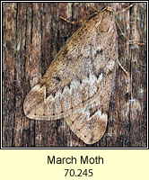 March Moth, Alsophila aescularia
