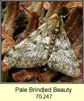 Pale Brindled Beauty, Phigalia pilosaria