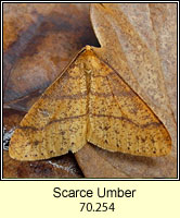 Scarce Umber, Agriopis aurantiaria