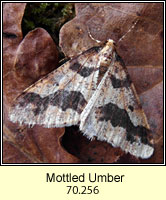 Mottled Umber, Erannis defoliaria