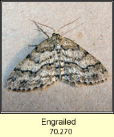 Engrailed, Ectropis bistortata