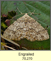 Engrailed, Ectropis bistortata