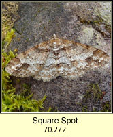 Square Spot, Paradarisa consonaria