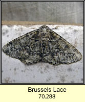 Brussels Lace, Cleorodes lichenaria