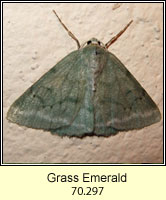 Grass Emerald, Pseudoterpna pruinata